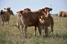Krowa mamka rasy loimousine z mieszańcowym cielęciem limousine x blonde d‘aquitaine