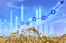 Giełda wzrost cen pszenicy