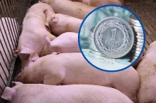 Dobrostan zwierząt: jakie dopłaty do tucznika za 2024 rok?