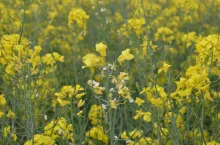 rzepak, opadający płatek, kwitnienie rzepaku