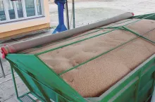 Jakie są ceny skupu zbóż i rzepaku?