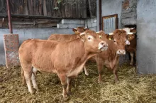 250 zł dopłaty do krów mamek. Jak uzyskać dodatkowe pieniądze?