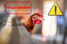 Dramat w Wielkopolsce. Ponad 800 tysięcy kur do wybicia