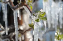 powrót przymrozków