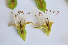 uszkodzenia przymrozek