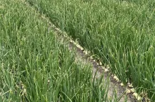 Nawadnianie na plantacji cebuli