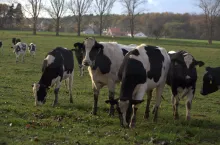 Choroba niebieskiego języka uderzyła w niemieckie hodowle bydła i jaków
