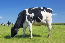 Ile mleka dawała krowa w średniowieczu?