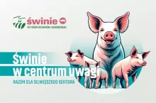 forum świnie baner