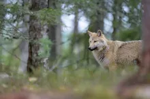 Status ochrony wilka od lat budzi sporo kontrowersji, jednak teraz, gdy w połowie kwietnia na szczeblu unijnym została podjęta decyzja o złagodzeniu statusu jego ochrony z ”ściśle chronionego” na ”chroniony”, dosłownie zawrzało. Czy w Polsce też powinniśmy iść tą drogą? O opinię zapytaliśmy różne środowiska.