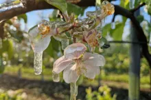 straty po przymrozkach