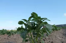 ziemniak
