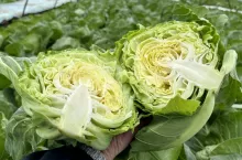 Młoda kapusta Małopolska