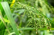 Cultivated proso millet in agricultural field