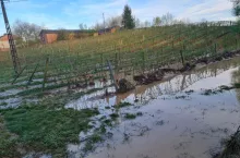 Tak wyglądały pola w powiecie kraśnickim dzień po nawałnicy. Młode śliwy i maliny popłynęły