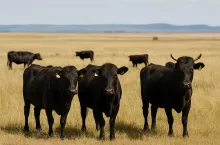 Krowy rasy Japanese Black, hodowane na argentyńskiej pampie. Rasa ta, wywodząca się z Japonii, słynie z produkcji wołowiny Wagyu o wyjątkowej jakości.