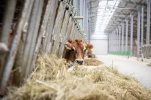 Od marca na Węgrzech wykryto pięć ognisk pryszczycy, z czego ostatnie było potwierdzone w gospodarstwie utrzymującym 600 krów mlecznych.