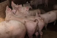Jakie są ceny tuczników w Polsce?