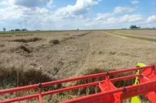 Ceny rzepaku z nowych zbiorów niższe nawet o 50 zł. Jakie są stawki na żniwa 2025?