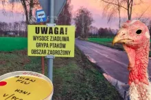Grypa ptaków w powiecie iławskim