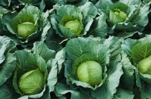 Uprawa roślin kapustowatych