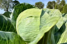 Kapusta głowiasta biała