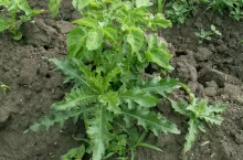 ostrożen polny, chwasty, ziemniak