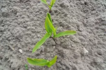 SAMSUNG DIGITAL CAMERA