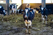 Zainstalowali inteligentną halę udojową. Ukraińskie gospodarstwo zwiększa produkcję mleka­