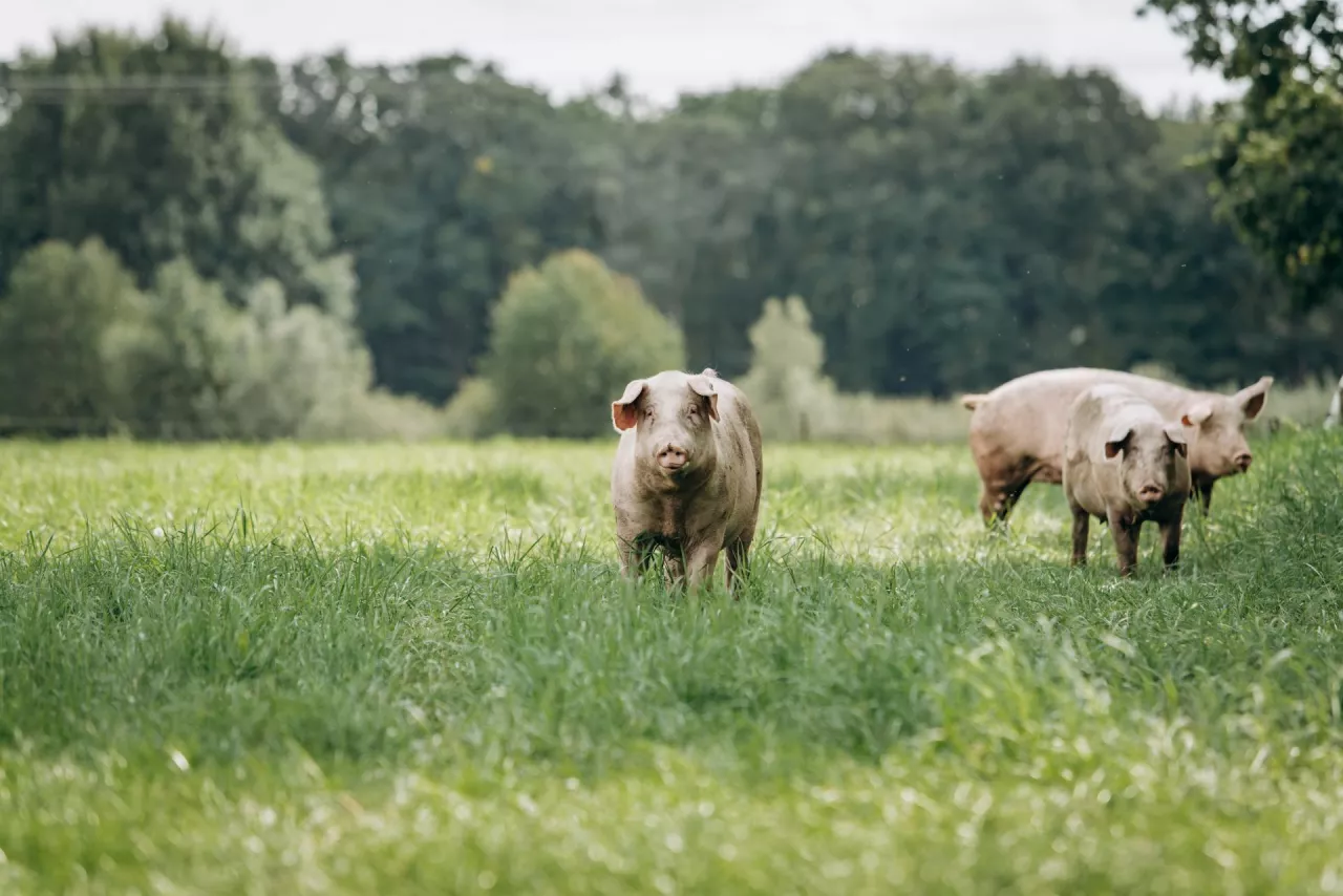 Zgłoszenie wypasu kulturowego
