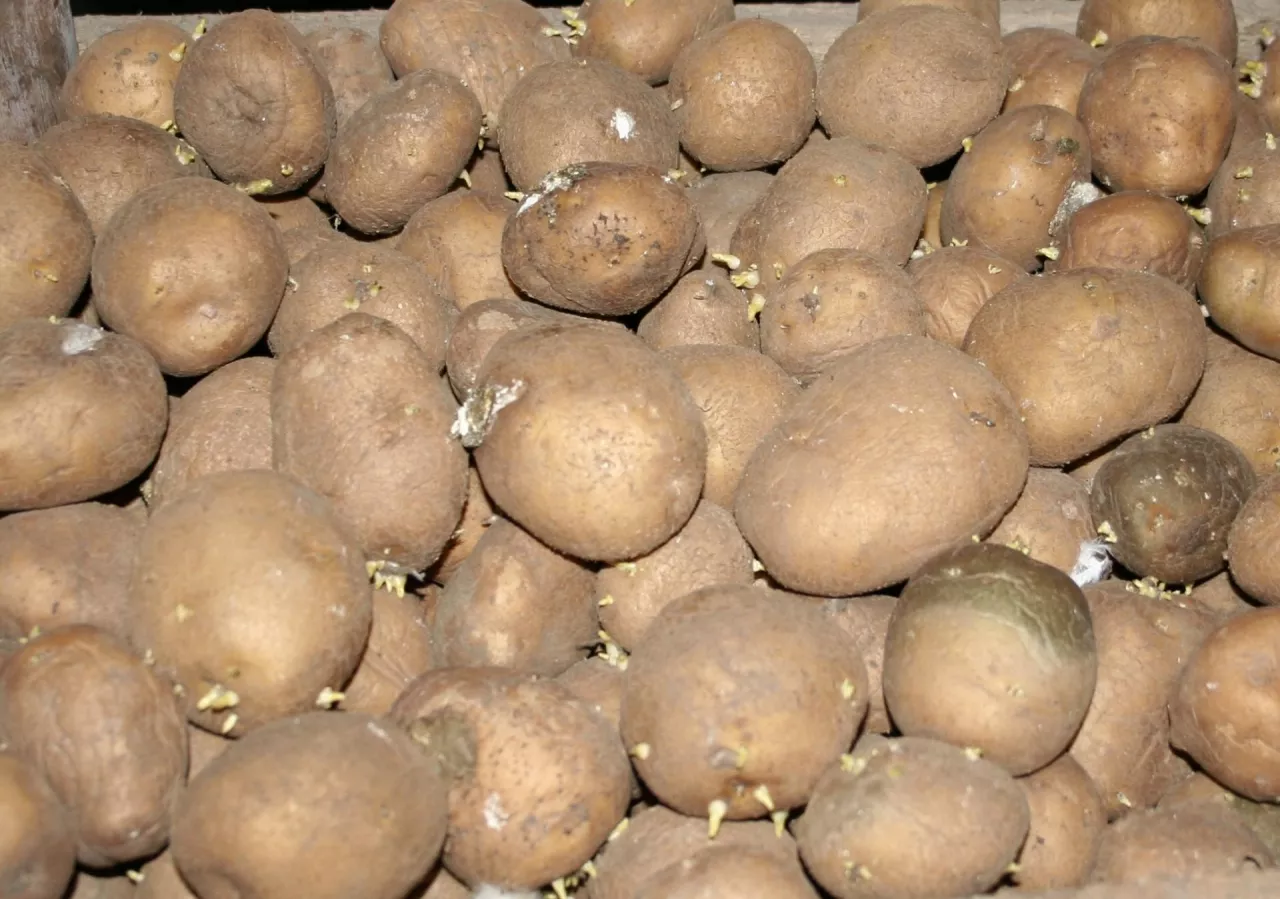 sadzeniaki ziemniaka