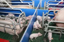Mało liczne mioty oraz duża liczba martwych płodów lub słabych prosiąt mogą świadczyć o zakażeniu leptospirą