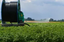 Jak plonują ziemniaki w zależności od nawożenia obornikiem i nawozami mineralnymi?
