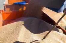 A large bucket fills the grain into the back of the truck. Loading the grain close-up. High quality photo