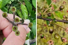 uszkodzone zawiązki