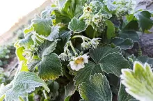 Przymrozek na kwitnącej plantacji truskawek gruntowych