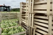 Zbiory polskiej, młodej kapusty rozpoczęły się już 16 kwietnia 2024 roku