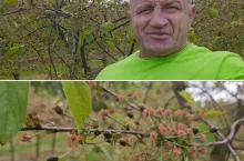 Przymrozki w sadzie u Pudzianowskiego