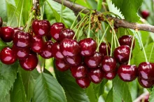 Great harvest of ripe red cherries on a tree branch. Selective focus.