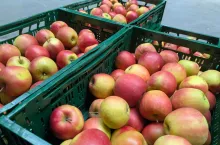 jabłka eksport