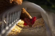 Straciliśmy blisko 20% kur niosek, ale jednocześnie ceny są wyższe, więc można powiedzieć, że straty w jakimś stopniu się bilansują – wyjaśnia Paweł Podstawka, prezes Krajowej Federacji Hodowców Drobiu i Producentów Jaj