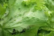 Sałata lodowa mączniak rzekomy