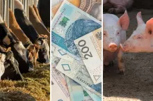 Dopłaty do dobrostanu ledwie kapią. ”Wielkie obietnice, małe wypłaty”