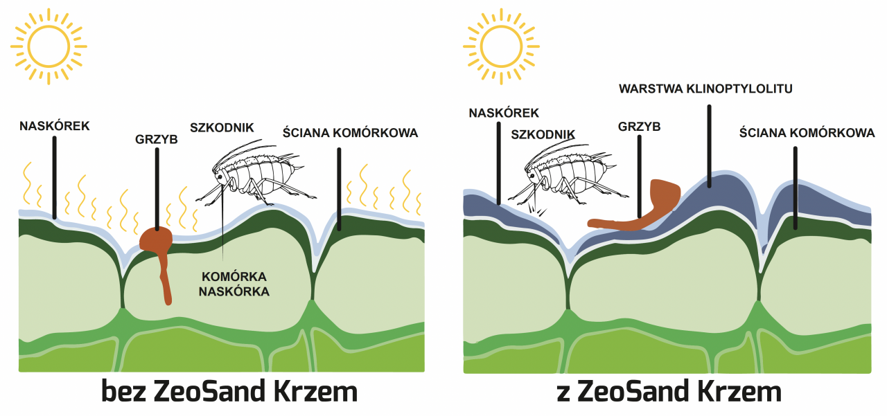 Mechanizm tworzenia bariery ochronnej przed chorobami, szkodnikami i oparzeniami słonecznymi