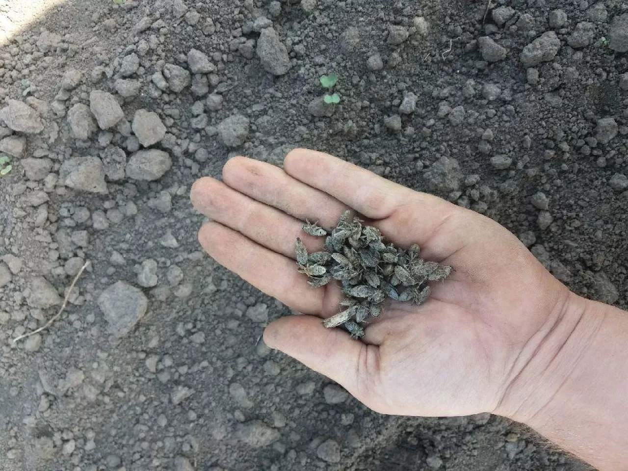 Szarek komośnik