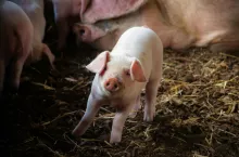 Mięso wieprzowe pochodzące od świń odpornych na PRRS nie różni się od mięsa pochodzącego od zwierząt niezmodyfikowanych, co potwierdziły badania, w których przeanalizowano dane dotyczące jakości i składu.
