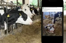 Krowa urodziła cudne bliźniaczki-jałóweczki. ”Piękne i zdrowe po byku Cicerone”