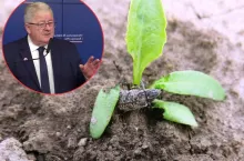 Będą dopłaty dla poszkodowanych rolników. Musieli przesiać 4300 hektarów