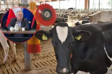 150 tys. zł dotacji na bydło i świnie. Nowy termin naboru wniosków w ARiMR
