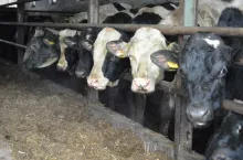 Rolnik zrezygnował z trzody chlewnej i przeszedł na bydło